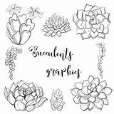 Grasse Succulents Grafica Illustrazione Vektorillustration Färben Grafiken Abbildung sketch template