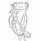 Frog Coloring Tree Red Eyed 15kb 800px Drawings sketch template