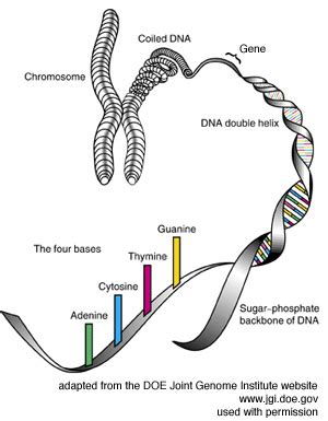 human genome forum    genome