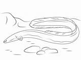Eel Coloring Pages Eels American Drawing Sea Animals Fish Ocean Categories Getdrawings Kids sketch template