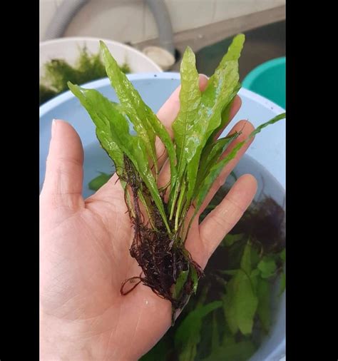 mainam  species freshwater  aquarium plant package set java fern rosette amazon sword