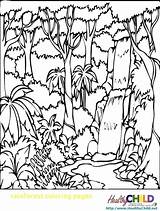 Rainforest Coloring Pages Forest Tropical Printable Trees Colouring Print Getcolorings Deciduous Rain Color Amazon sketch template