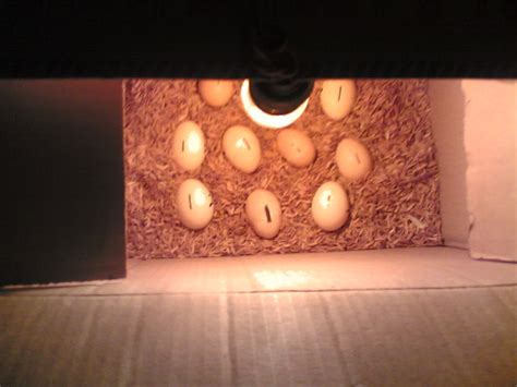 menetaskan telur ayam   manual tips peternakan budidaya