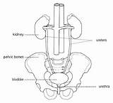 Bladder Position Diagram Radiotherapy Nhs Fig sketch template