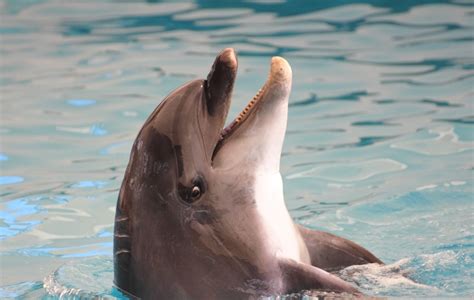 dolfijnen informatie