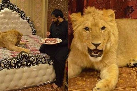 meet multani man   pet lion   bedroom pakistan dunya news