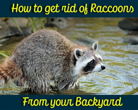 homemade raccoon repellants  rid    home backyard   deck home remedies