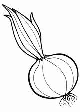 Onion Coloring Pages Color Kids sketch template