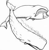 Beluga Coloring Whale Realistic Pages Coloringbay sketch template