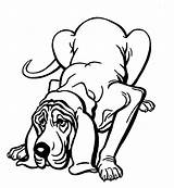 Bloodhound Drawing Illustrations Clip Dog Clipartmag Vector Illustration Getdrawings sketch template