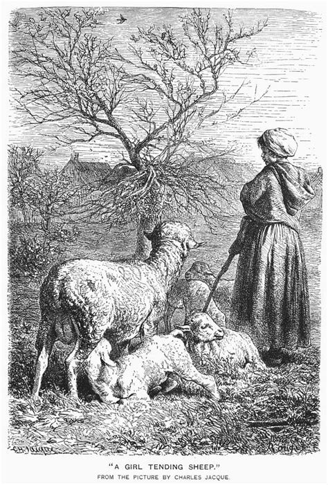 Girl Tending Sheep Photograph By Granger Pixels