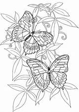 Coloring Butterfly Pages Adult Printable Print Fairy Choose Board sketch template