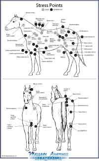 massage awareness advanced equine massage package downloads