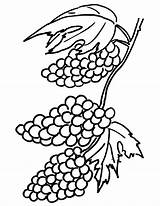 Grapes Coloring Pages Printable Raisins Clusters Color Getcolorings sketch template