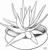 Aloe Coloring Pages Plants Printable Vera Houseplant Bamboo Marlothii Potted Plant Color Drawing Colouring Aloes Template Flower Supercoloring Coloringbay Popular sketch template