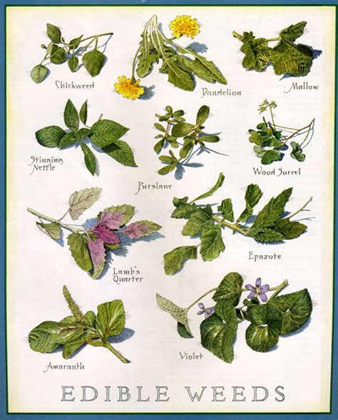 essential wild edible tea  medicinal plants