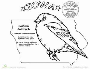 state bird coloring pages educationcom   iowa state