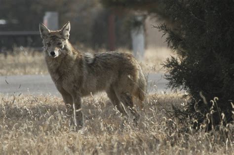 zombie coyotes spotted  chicago suburbs