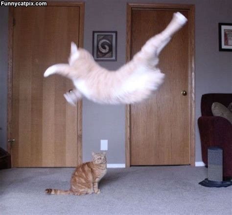 Flying Ninja Cat Action Cats Pinterest