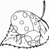 Ladybug Baim sketch template