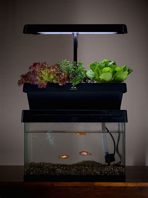 desktop aquaponics system turns  fish tank