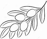 Olive Branch Coloring Vector Line Pages Illustration الزيتون Leaves Drawing Contour Uploaded User Choose Board Preview Stock Single sketch template