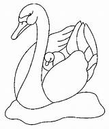 Cisnes sketch template