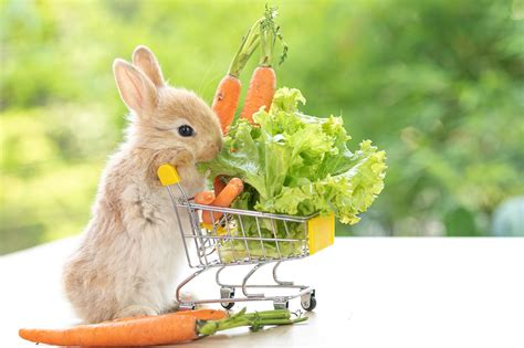 types  food   rabbit