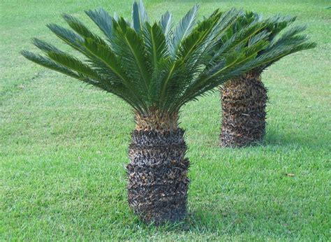 sago palm july