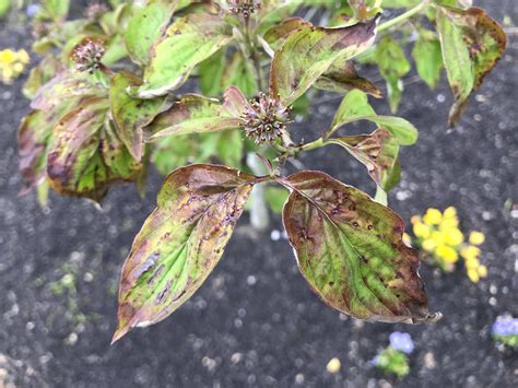 trees   diagnose brown spots  dogwood leaves gardening