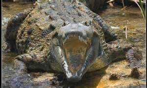 crocodiles that can grow more than 14 feet long are making a comeback