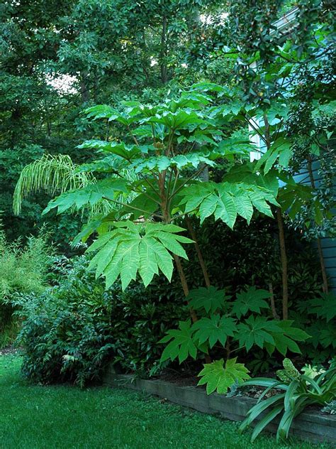 Large Leaf Tropical Plants Tropical Looking Plants Other Than Palms