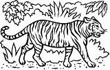 Tiger Jungle Drawing Line sketch template