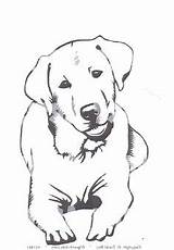 Labrador Hund Retriever Malen Ausmalbilder Labradors Cachorro Perros sketch template