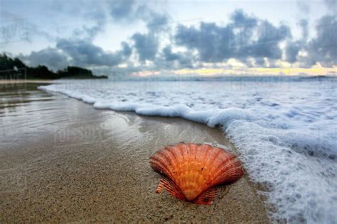 seashell  beach  sunrise laie beach east shore  oahu hawaii