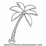 Palme Ausmalbilder Palmen Palm Ausmalen Ultracoloringpages sketch template