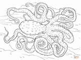 Octopus Coloring Pages Animal Spotted Atlantic Adults Adult Detailed Ringed Blue Colouring Printable Hard Realistic Sea Supercoloring Drawings Drawing Animals sketch template