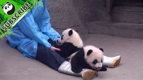 pandas enjoy massage youtube