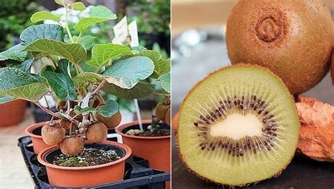 comment faire pousser  kiwi en pot etape par etape jardin  bricolage
