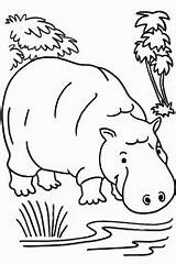 Hipopotamo Animais Hipopótamo Comendo Pintarcolorir sketch template