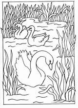 Coloring Swans Pages Kids Cu Desene Birds Print Para Colorear Dibujos Cisnes Colouring Fun Imprimir Vitrales Zwanen Zwaan Bird Imagen sketch template