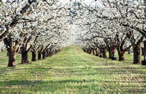 fields blossoming orchards