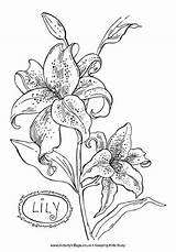 Lily Coloring Flower Pages Colouring Stargazer Printable Flowers Lilies Drawing Book Orchid Sheets Pencil Color Drawings Name Activityvillage Print Google sketch template