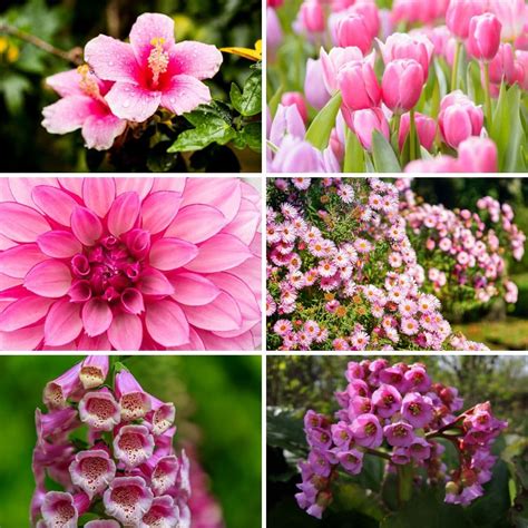 gorgeous pink perennial flowers   bloom