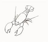 Lobster Drawing Draw Line Outline Step Crayfish Drawings Realistic Kids Baby Animal Animals Lobsters Getdrawings Howtodrawanimals Tattoo Wikiclipart Look Shade sketch template