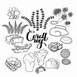 Coral Reef Drawing Plants Sketch Line Coloring Ocean Drawings Sea Collection Elements Fish Underwater Reefs Drawn Template Getdrawings Clipart Pages sketch template