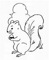 Squirrel Coloring Food Animal Pages Animals Colouring sketch template