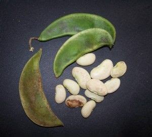 grow lima beans gardening jones bean garden lima beans
