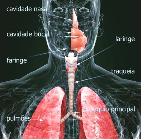 sistema respiratorio fisiologia