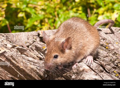 house mouse mus musculus domesticus agouti coloured ranges worldwide